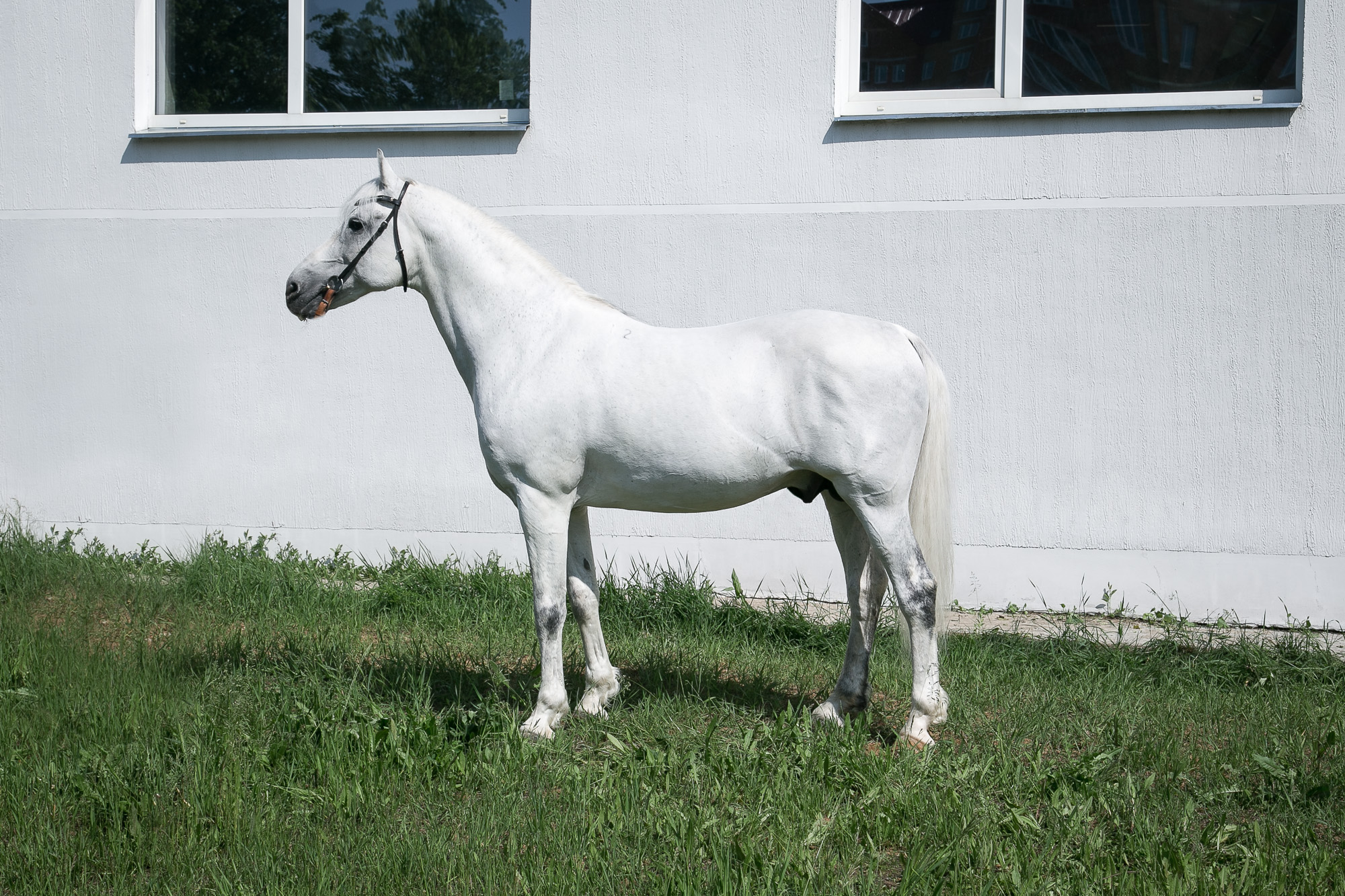 Авито верховая